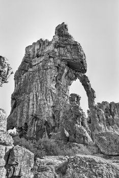 Rock arch on the Lots Wife hiking trail at Dwarsrivier in the Cederberg Mountains. Monochrome