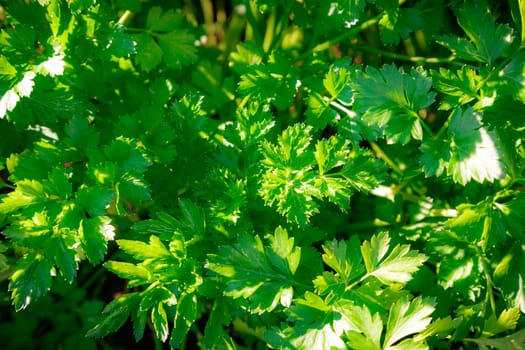 Green leaves of parsley a close up lit with sunlight.