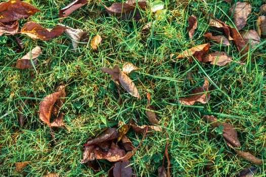 Dry leaves on a green lawn. Autumn grass