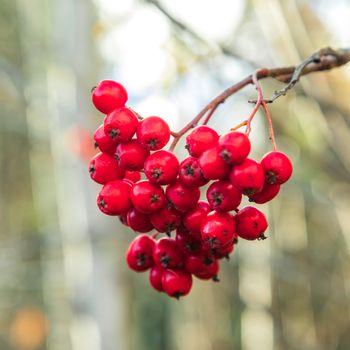 Bright cluster of a red mountain ash on a naked branch.