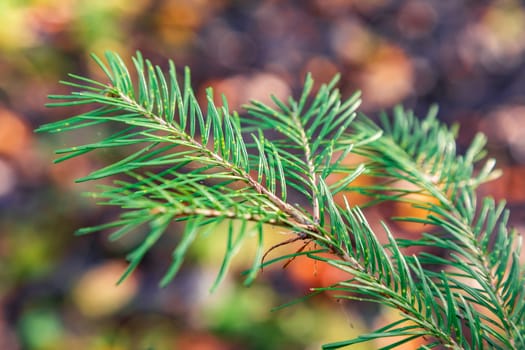 Branch of a coniferous tree against the background of autumn foliage a close up
