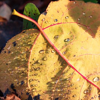 Dew drops on a dry autumn leaf a close up