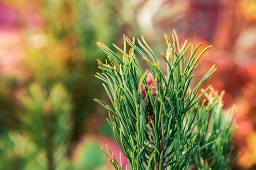 Branch of a coniferous tree against the background of autumn foliage a close up