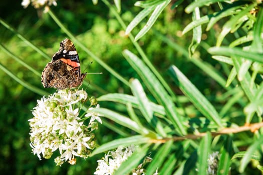 Beautiful butterfly sitting on fresh wild flower