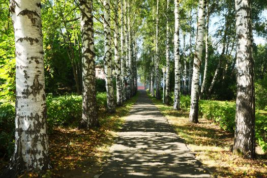 the beautiful birch avenue penetrated by sunlight