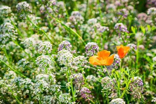 Fine white flowers Alissum and poppies set close up