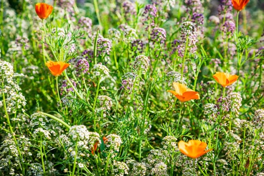 Fine white flowers Alissum and poppies set close up