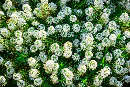 Fine white flowers Alissum set close up