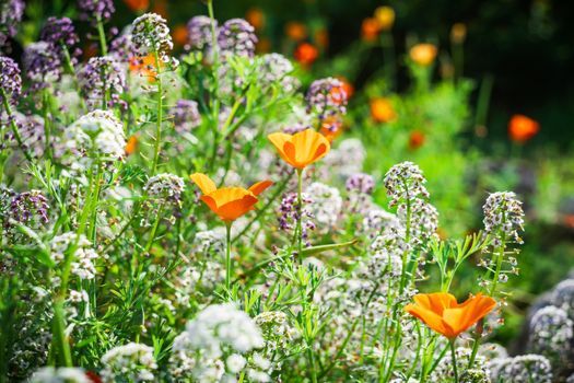 Fine white flowers Alissum and poppies set close up