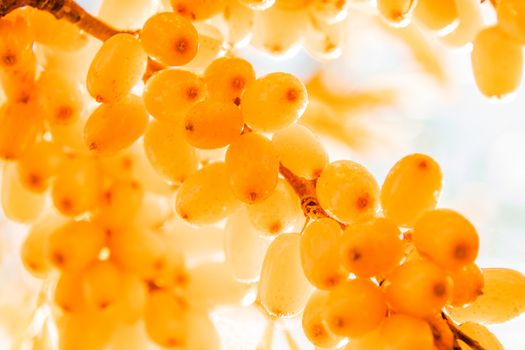 branch of an orange sea-buckthorn under sunlight a close up