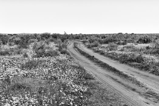 A gravel road in a field of wildflowers at Papkuilsfontein in the Northern Cape Province of South Africa