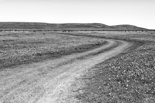 A gravel road in a field of wildflowers at Matjiesfontein near Nieuwoudtville in the Northern Cape Province of South Africa. Monochrome