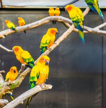 Aviculture, Sun parakeets sitting on branches in the aviary, colorful tropical little parrots, Endangered birds from America