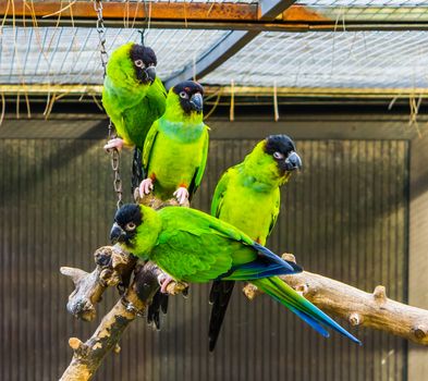 funny group of Nanday parakeets sitting together on a branch in the aviary, popular tropical pets from America