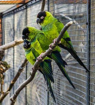 group of nanday parakeets sitting close together on a branch in the aviary, Colorful and tropical birds from America