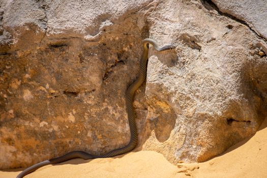 Snake at the pinnacles desert in Western Australia in the hot sun