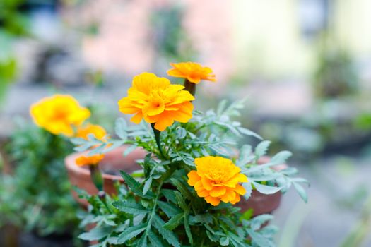 Yellow marigold flower plant in garden front or back yard. A herbaceous plants in the sunflower family. Normally blooms naturally in golden, orange, yellow, white colors. Nature background concept.