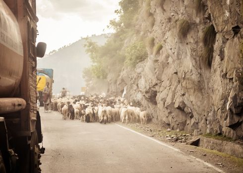 Car Point of view image. A flock of Sheep walking along a country highway in himalayan mountain pass in Leh Ladakh Manali Road of Kashmir India