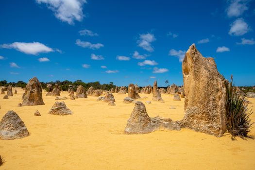 Upright standing rocks at the Pinnacles Desert in the west of Australia