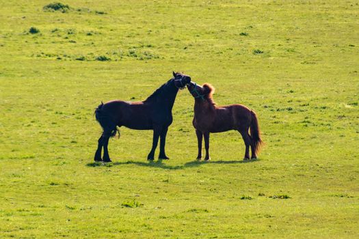 Two horses black and brown kissing on grassland