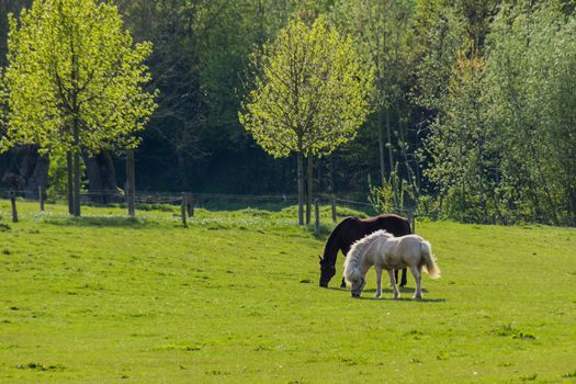 Black and brown horses walking over grassland in front of trees