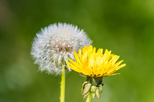 Blowball dandelion seed head flower blossom white green spring seeds yellow