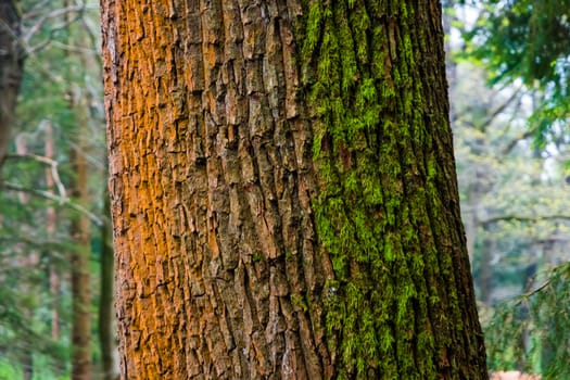 Three colored tree stem of oak tree orange white green moss