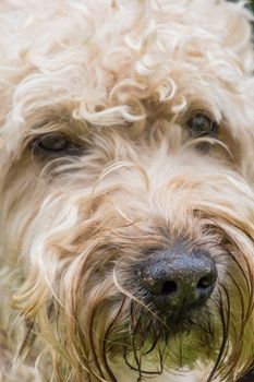 Irish soft coated wheaten terrier white and brown fur dog portrait