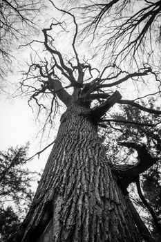 Old dead oak tree black and white bony