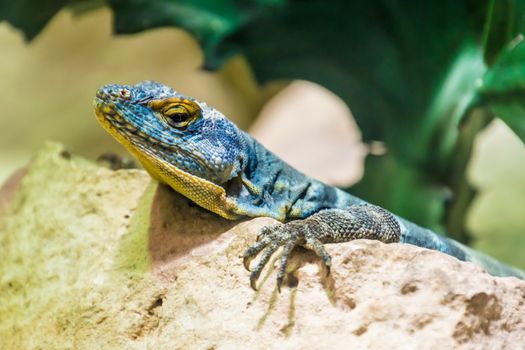 Yellow and blue lizard sitting in the sun on warm rock