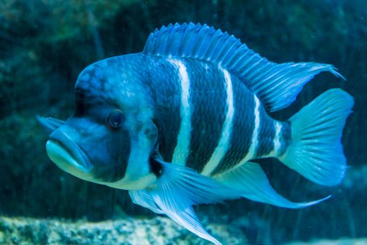 Blue and white triped tropical fish big fins