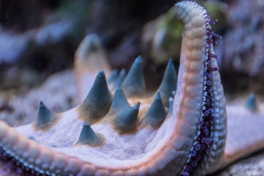 Blue tropical deep water starfish sea star spikes