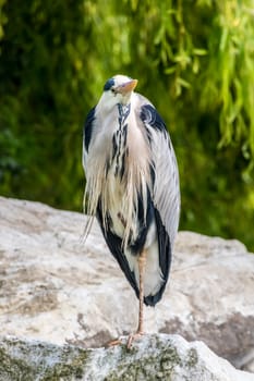 Common crane bird standing on rock waiting for fish