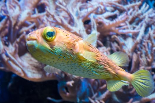 Colorful orange yellow green blowfish putterfish