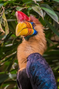 Celebes hornbill bird with red horn and yellow orange beak colorful