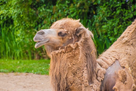 Camel dromedary two humps brown fluffy brown fur eating hay
