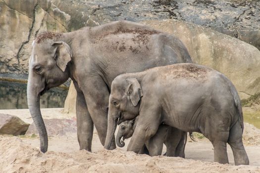 Elephant family of three grey trunk and thick skin