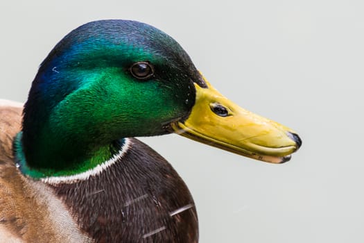 Duck with yellow snail and blue green feathers