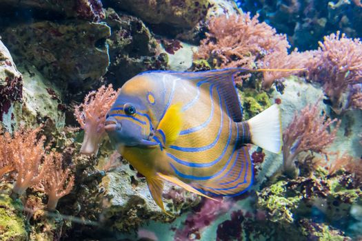 Colorful tropical jungle fish with yellow and blue stripes