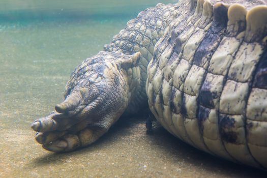 Claw foot and tail of croc crocodile under water