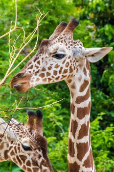 Giraffe yellow brown spots head safari wildlife