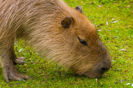 Capybara brown fur biber like on grass