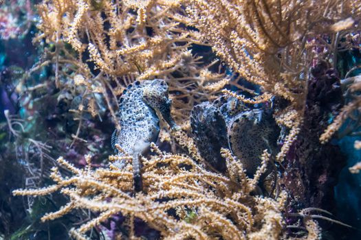 Group of seahorses sleeping in water plants