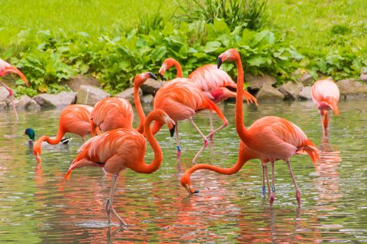 Flamingo phoenicopter red feathers standing in pont