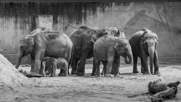 Mob of asian elephants grey thick skin baby elephant in black and white