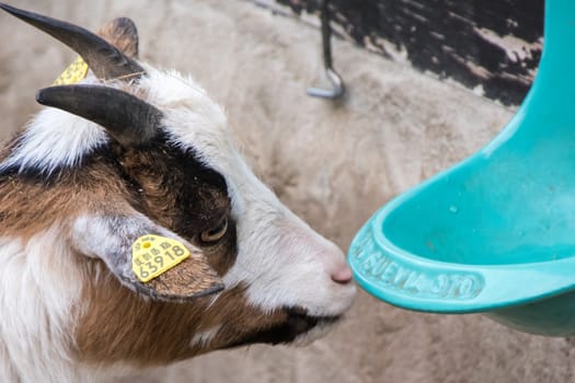 Head of young baby goat drinking water