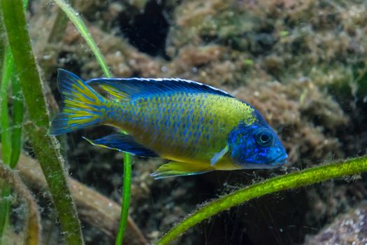 Green and blue colored tropical wildlife fish