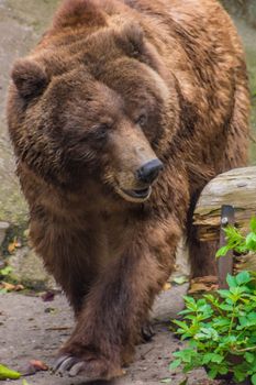 Grizzly bear brown fur walking through the woods