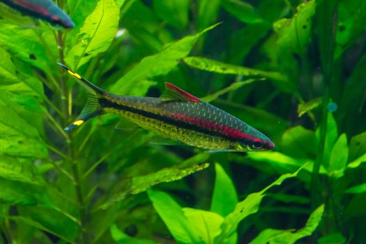 Red and black striped fish in front of green waterplants