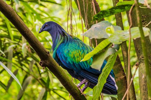 Jungle bird with purple, blue, green shining feathers